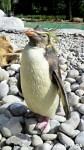 ロンドン動物園のイワトビペンギン