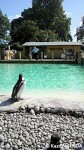 ロンドン動物園のペンギンプール