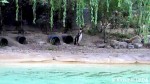 ロンドン動物園のペンギン擬似巣穴