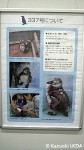 葛西臨海水族園「さざなみくん展」の様子