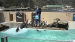 下田海中水族館のペンギン展示はコンパクトですがペンギンの動きを観察しやすく配慮されています〜下田海中水族館・中編〜(^○^)!!