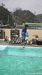 下田海中水族館のペンギン展示はコンパクトですがペンギンの動きを観察しやすく配慮されています〜下田海中水族館・中編〜(^○^)!!