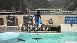 下田海中水族館のペンギン展示はコンパクトですがペンギンの動きを観察しやすく配慮されています〜下田海中水族館・中編〜(^○^)!!