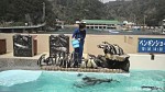 下田海中水族館のペンギン展示はコンパクトですがペンギンの動きを観察しやすく配慮されています〜下田海中水族館・中編〜(^○^)!!